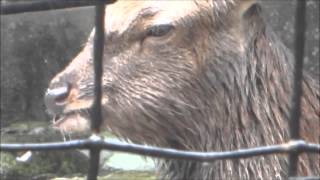 2012年9月23日 野毛山動物園 ホンシュウジカ