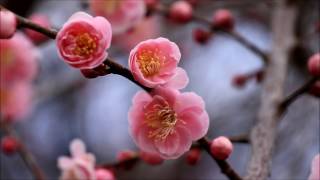 水鳥＆梅の花♫聖歌♫罪のやみじに♫トリニテイ：主はあなたを守る方♫誰かが祈っている