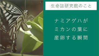 チョウのレストラン「Ω食草園」特設サイト：ナミアゲハがミカンの葉に産卵する瞬間