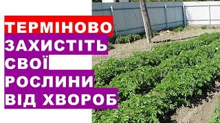 Терміново треба врятувати рослини саду та городу від захворювань