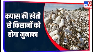 Cotton की कीमत में 20 प्रतिशत तक हो सकती है बढ़ोतरी, खेती से किसानों की इनकम में होगा बड़ा इजाफा