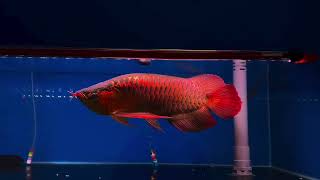 Super red arowana vs red LED