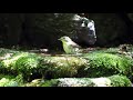 山中湖 大洞の泉のキビタキ（雄・若鳥）の水浴び　その３１（4k60p動画）