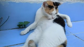 Tortoiseshell cat engrossed in grooming