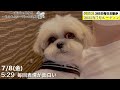 【ルーティン】もふもふ可愛いシーズー犬との毎日お散歩（2022年7月） shih tzu takes a walk every morning in july.