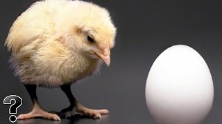 What Came First The Chicken Or The Egg?