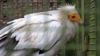 Egyptian Vulture at Edinburgh Zoo - 04/02/23