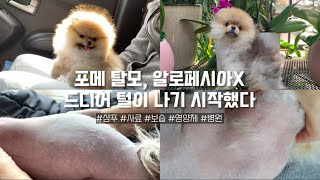 본격 알로페시아X극복기1탄🐶100%내돈내산 홈케어방법 | 자막없고 내레이션 있어요🎧