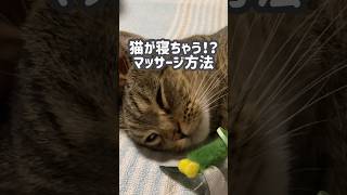 猫が寝るマッサージ方法！　#cat #ねこ #猫