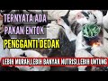 HARUSNYA PAKAI PAKAN INI DARI DULU ‼️ TERNAK ENTOK TANPA PAKAN DEDAK LEBIH UNTUNG