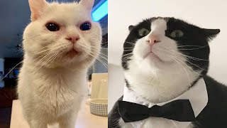 Try Not To Laugh 🤣 New Funny Cats  😹 - MeowFunny Par 33