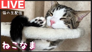 癒しの猫多頭ライブ配信！トーク雑談(質問あり)