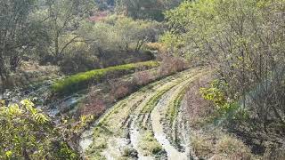 산골논 벼베기 벼타작 합니다~ Rice harvesting with a combine in the mountain rice fields