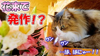 「俺を止めろー！」豪華な花束の甘い香りに衝動を抑えきれなくなったデカ猫