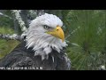 nefl eagles beau is back at the nest tree he looks fierce and very handsome🦅❤️ 2024 09 08