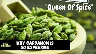 【Food】 Why Cardamom "The Queen Of Spices" Is So Expensive