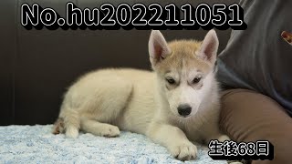 シベリアンハスキーの子犬販売 子犬No.hu202211052 静岡県浜松市のブリーダー 2022年11月5日生 1月12日現在