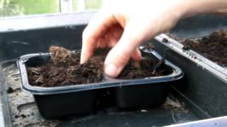 How to Sow Okra - Claire's Allotment - Part 314