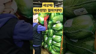 굿! 해남 배추 한망 가격 대박! #배추 #김치 #물가 #폭락 #시장 #food #반찬