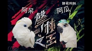 聲林之王🐥阿呆 vs 瓜瓜【巴丹鸚鵡真是五音不全】Cockatoo Singing