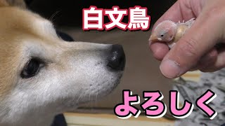 柴犬小春　ENG sub【よろしくね】新しい仲間！白文鳥の文ちゃん