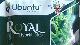 Royal hybrid okra (bhindi)|| farming #viralvideo #farming