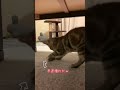 今日は何して遊ぶ？おもちゃ壊しちゃった 子猫 cat 猫のいる暮らし shorts