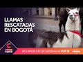 Llamas fueron rescatadas en la Plaza de Bolívar