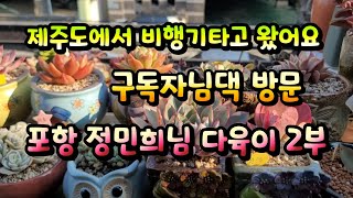 구독자이신 포항 정민희님댁 다육이 2부영상#다육식물 #다육이 #다육이키우기