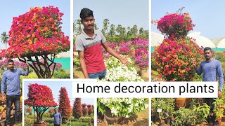 బోగన్ విల్ల మొక్కలు | types of boganvilla | telugu garden | nursery plants | best flower