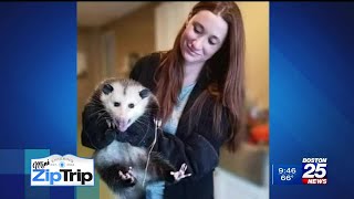 Chelmsford Zip Trip | Newhouse Wildlife Rescue