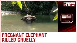 Kerala SHOCKER | Pregnant Elephant brutally killed after fed with fruit laden fire cracker