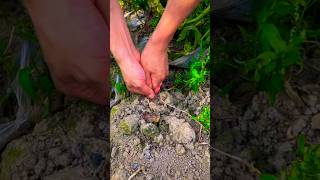 Potatoes harvesting shot #shorts #viral #farming2024 #foryou #1million #growth