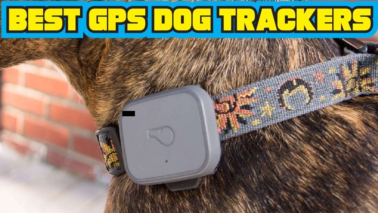 Best Gps Dog Trackers Reviews 2020 Youtube