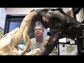 dennis ruez researches ancient fossil mammals