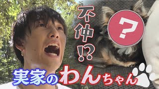 【克服】不仲な実家犬と仲良くなれる！？