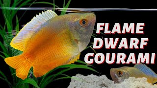 Flame Dwarf Gourami: A Colored Gem in Your Aquarium - (Trichogaster lalius)