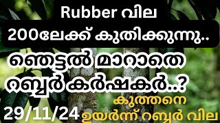 rubber price today in kerala| kerala rubber sheet price today |