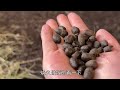 【naqulahmo】87 tibetan girl herding cattle in pastoral area