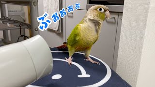 【仰天！】ドライヤーの風をあてたらハイになって踊り出したインコ