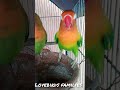 lovebird in summer season