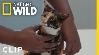 A Very Risky Surgery for Mixxie the Cat | Critter Fixers