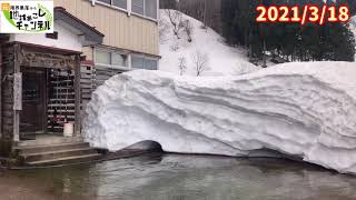 豪雪地帯の雪溶け定点観測（2021年3月15日〜21日）