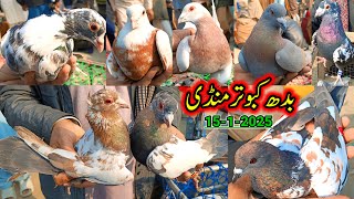 Wednesday Kabootar Mandi Rates New Updates | ColorFull Amazing Rare Pigeons Available In Market