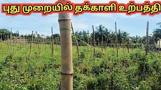 தக்காளி உற்பத்தி முறையில் புதிய உத்தி | Tomato Cultivation | Meendum Siva