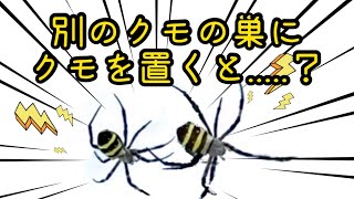 クモを別のクモの巣に置くと、こうなりました。