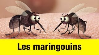 Les maringouins - Têtes à claques