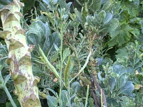 Growing and Eating Brussel Sprout Greens and Harvesting Seeds too! Growing and Eating Brussel Sprout Greens and Harvesting Seeds too!