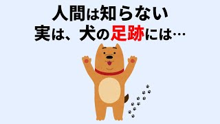 犬に関する雑学 #犬 #雑学 #聞き流し #睡眠 #癒し #犬の行動