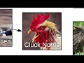 birbs borbs and birbies—internet names for birds